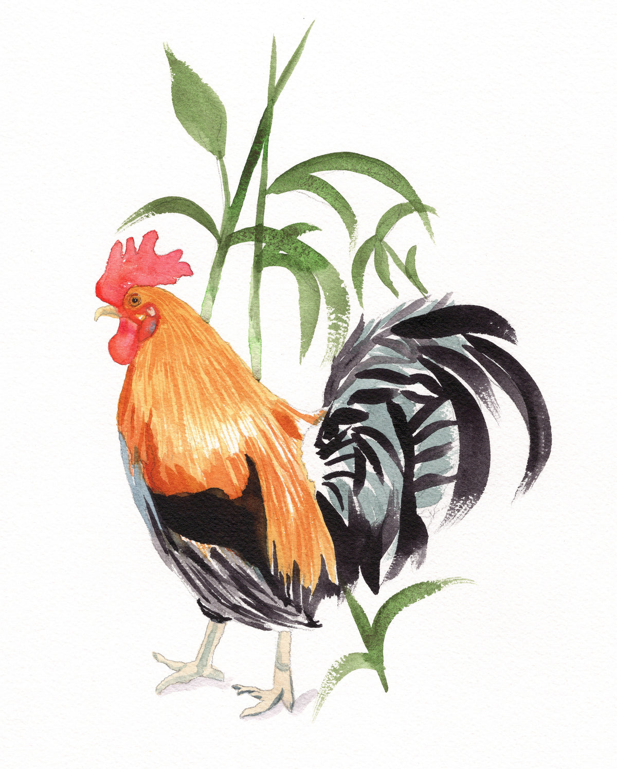Kauai Rooster