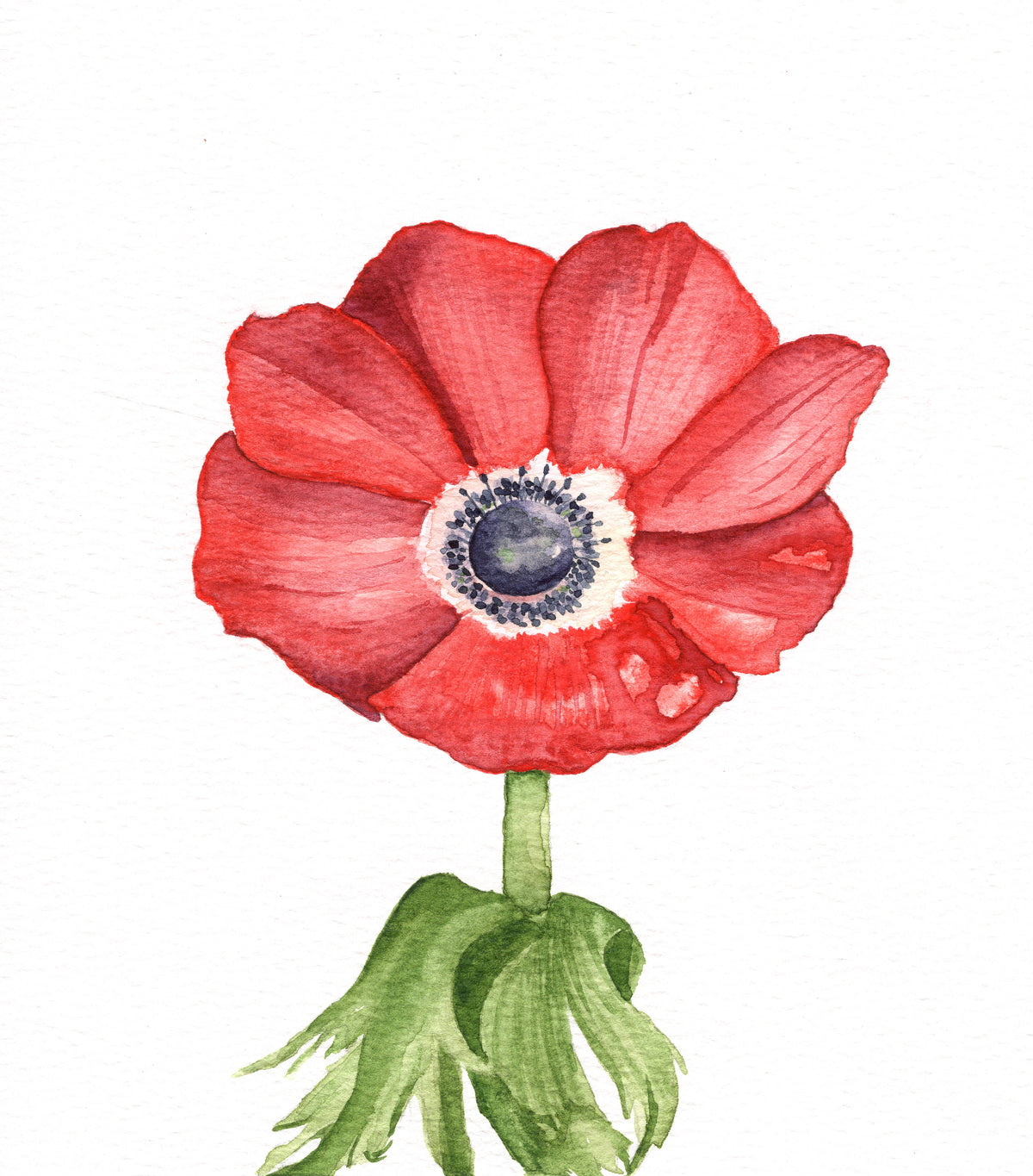 Red Anemone