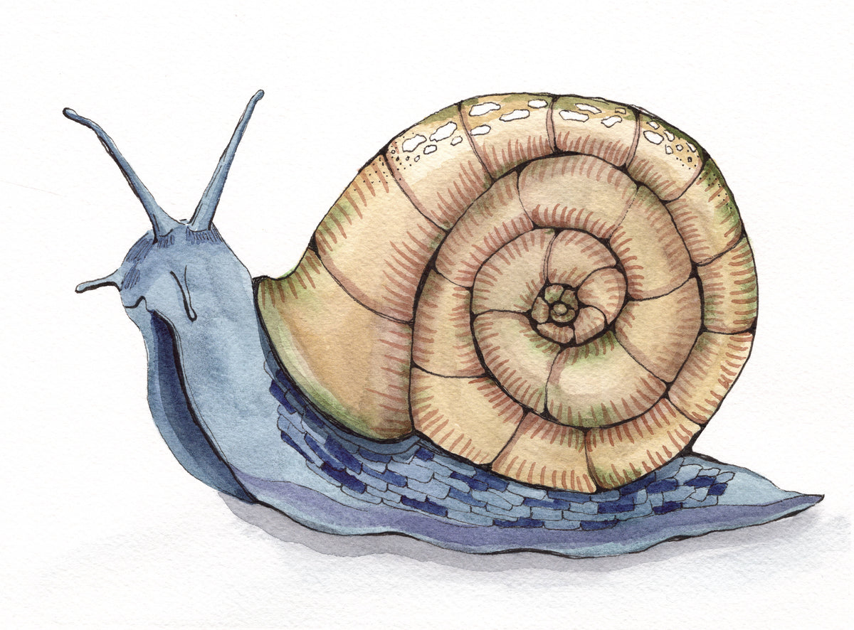 Happy Snail