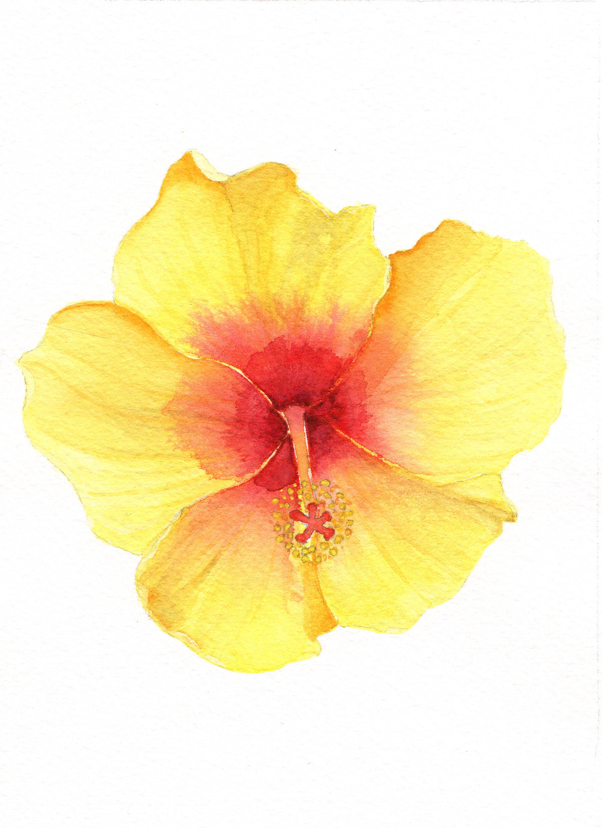 Hibiscus