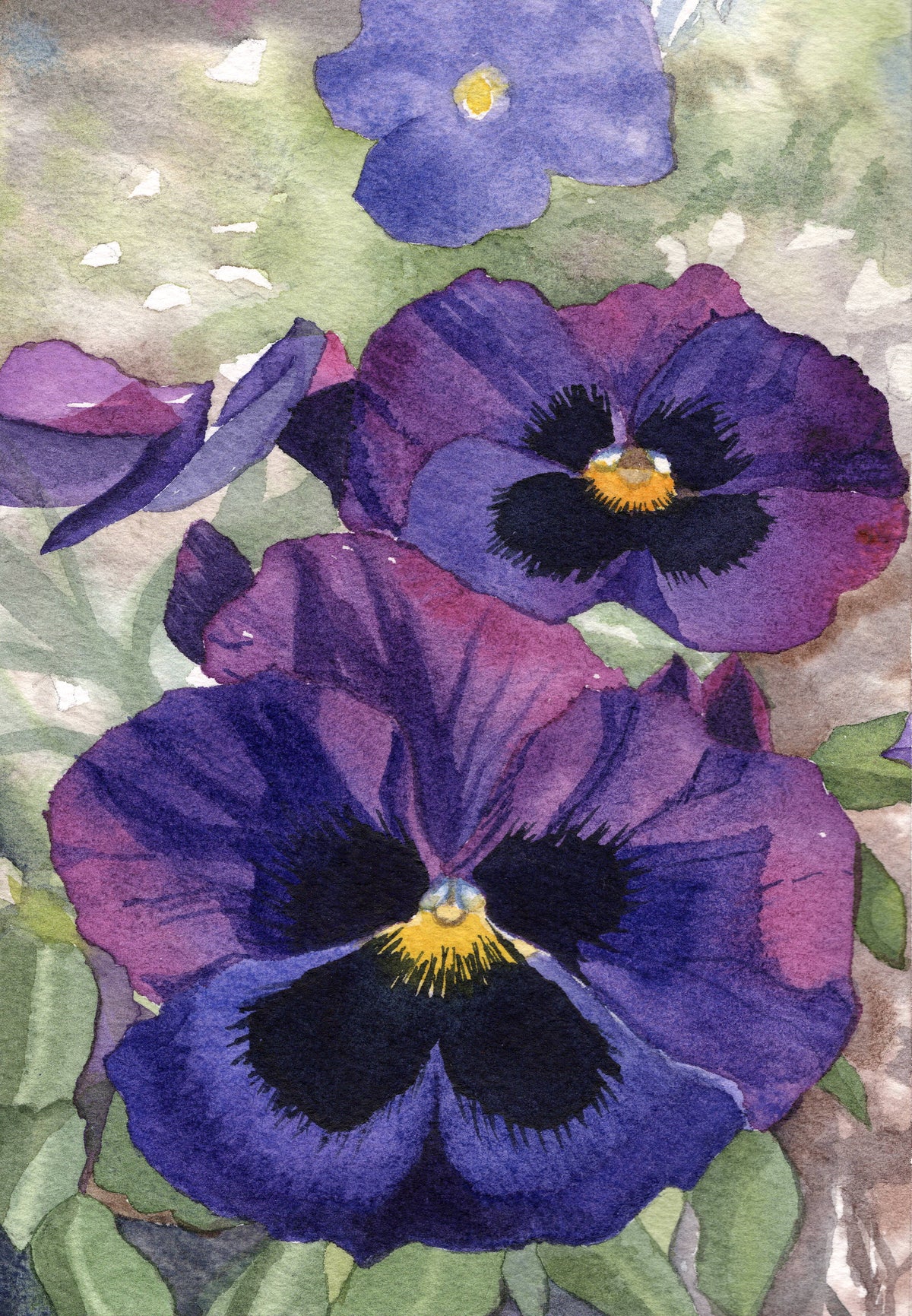Purple Pansies